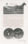 Album 1910 Die Frau und ihre Welt