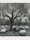 Ford Revue Heft 7 Juli 1953